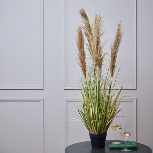 Pampas Grass in Pot