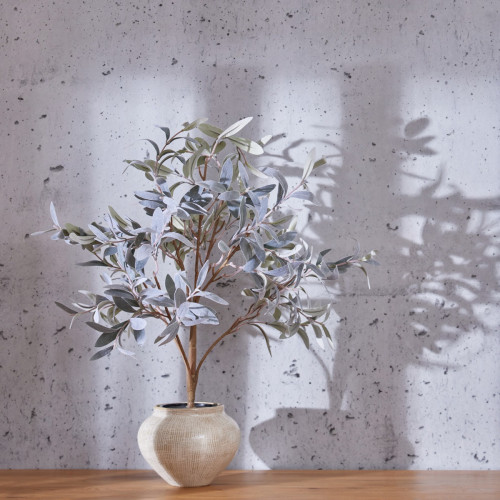 Skinny Frosted Laurel In Pot 