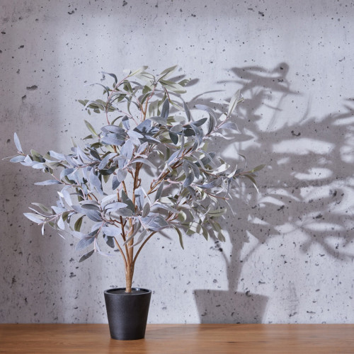 Skinny Frosted Laurel In Pot 